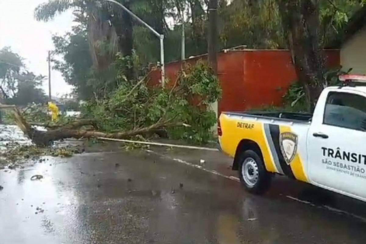 Árvores caíram em São Sebastião