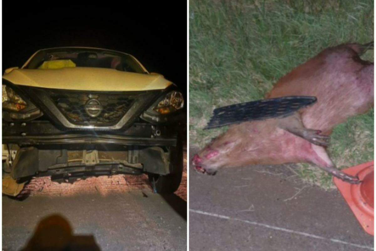 Carro sofreu danos na frente e teve airbag acionado; o animal morreu no local