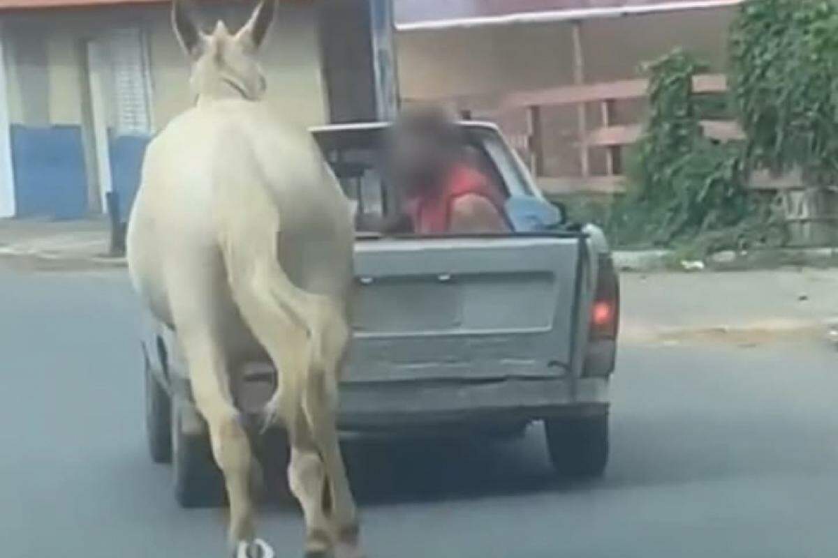 Câmeras flagraram cavalo 'rebocado' por um carro