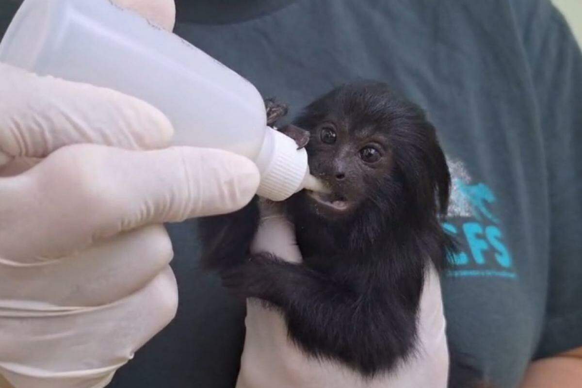 Mico aproveita para se alimentar em maternidade de animais de SP