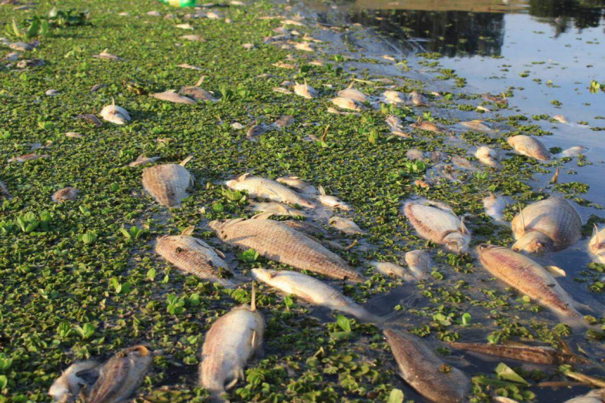 Em julho, toneladas de peixes morreram no Rio Piracicaba