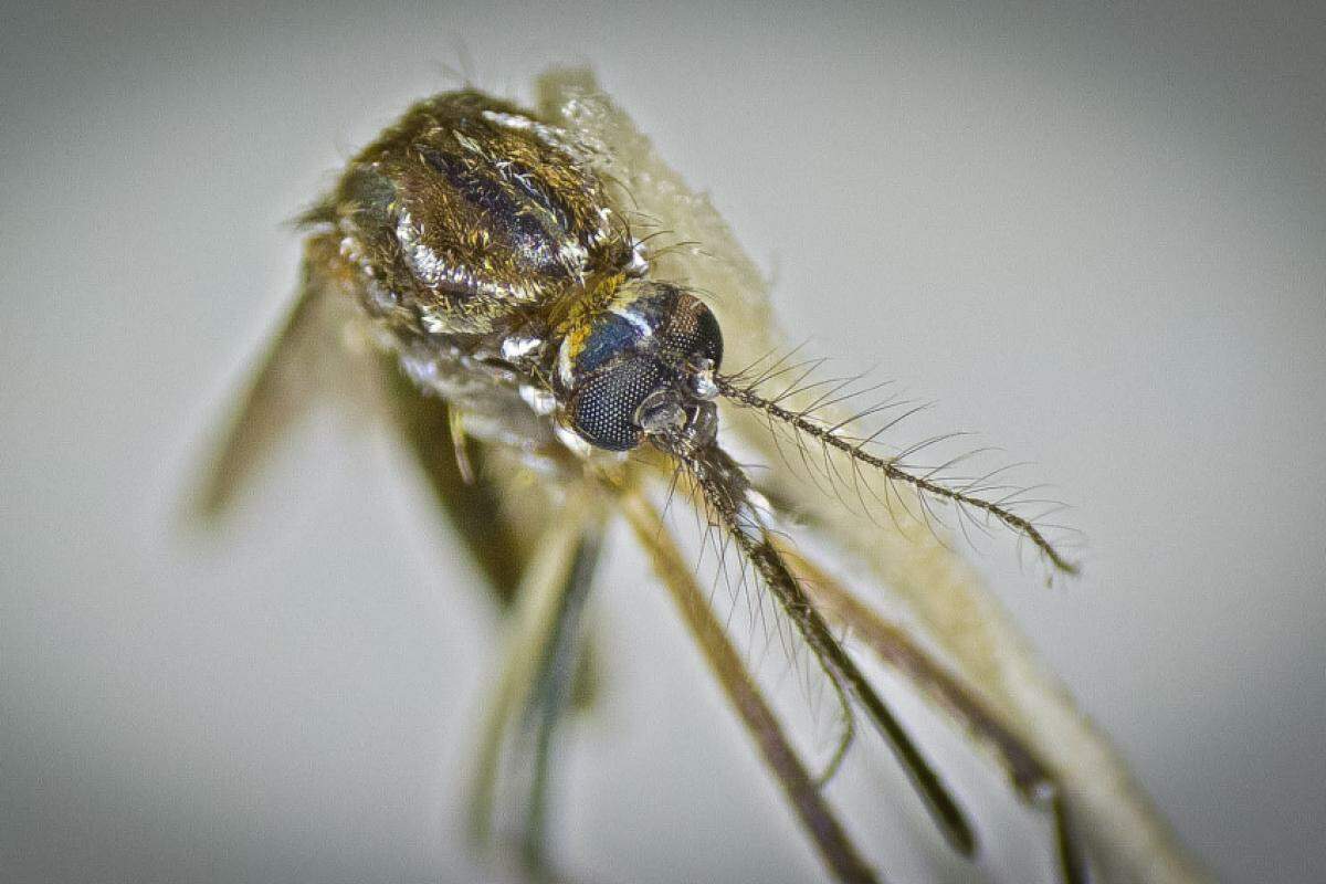 O Brasil oferece ambientes bastante propícios para a proliferação do Aedes aegypti