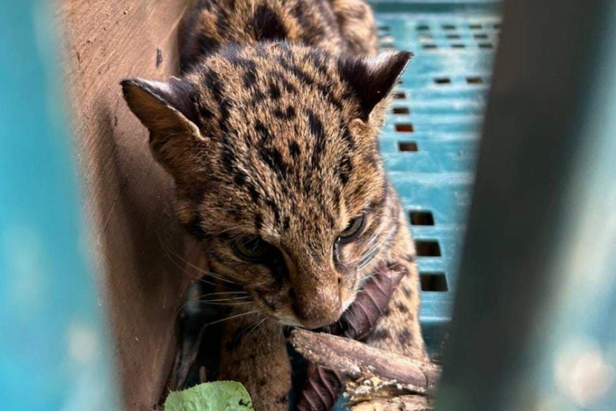 Bombeiros capturam filhote de jaguatirica ferido