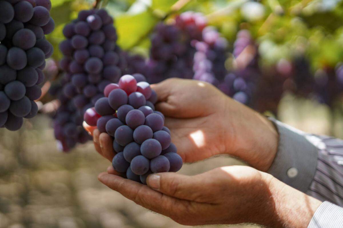 O Programa Municipal de Apoio ao Agronegócio (PROAJ) incentiva os produtores de uva inscritos a permanecerem no campo por meio de subvenção econômica