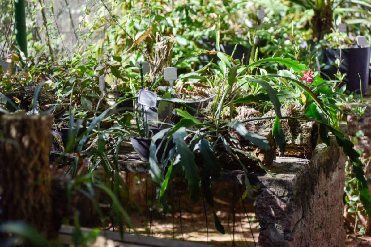 A oficina se chama “Descobrindo Tesouros: venha explorar o Jardim Botânico em uma caçada emocionante”