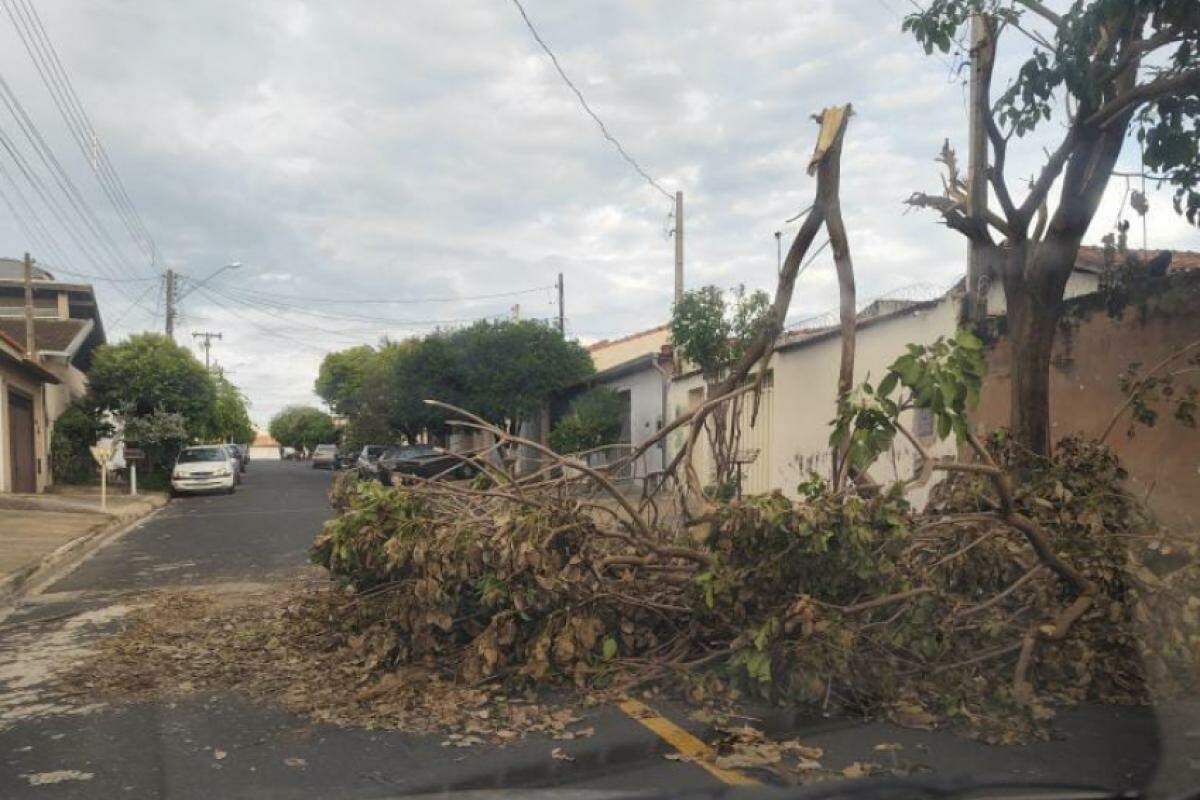 Árvore caída na rua Ângelo Picioni, no Jardim Paineiras