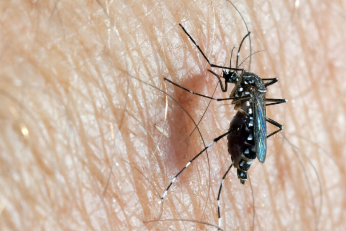 Combater o mosquito da dengue previne a doença; atenção deve ser redobrada durante o verão