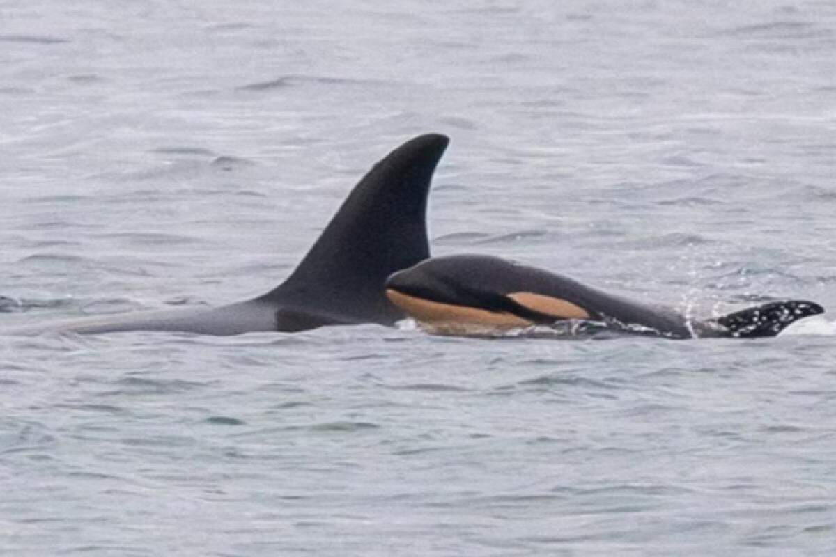 Orca carrega corpo de filhote morto pela segunda vez