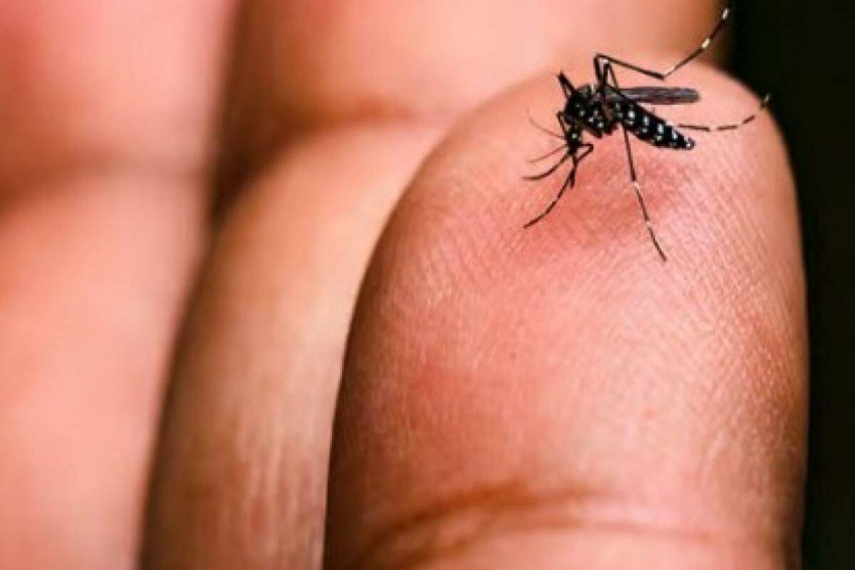 Até o momento, 30 casos suspeitos de dengue estão em análise