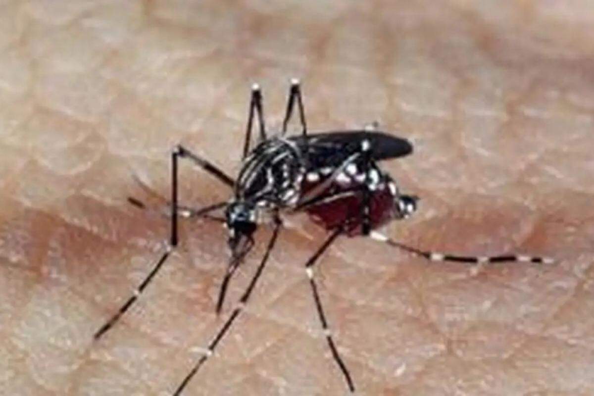 Combate à dengue: mutirão busca eliminar criadouros do Aedes aegypti e conscientizar a população