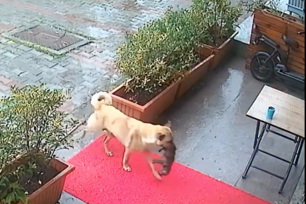 A cachorra aparece nas imagens carregando o filhote sob a chuva. 