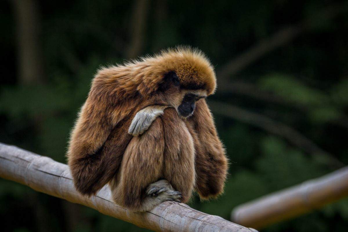 Primatas com febre amarela levantam alerta sobre necessidade de vacinação em humanos