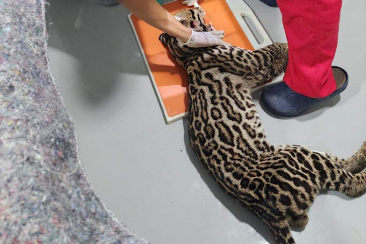 Esta jaguatirica foi resgatada em Jundiaí e agora está sob cuidados no Centro de Recuperação de Animais Silvestres da Mata Ciliar