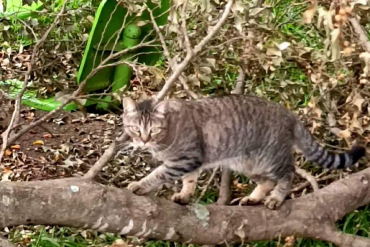 O gato foi flagrado se equilibrando nos galhos caídos no parque em Piracicaba.