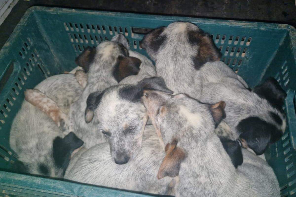 Os cachorrinhos estavam amarrados dentro de um caixote, abandonados durante uma chuva