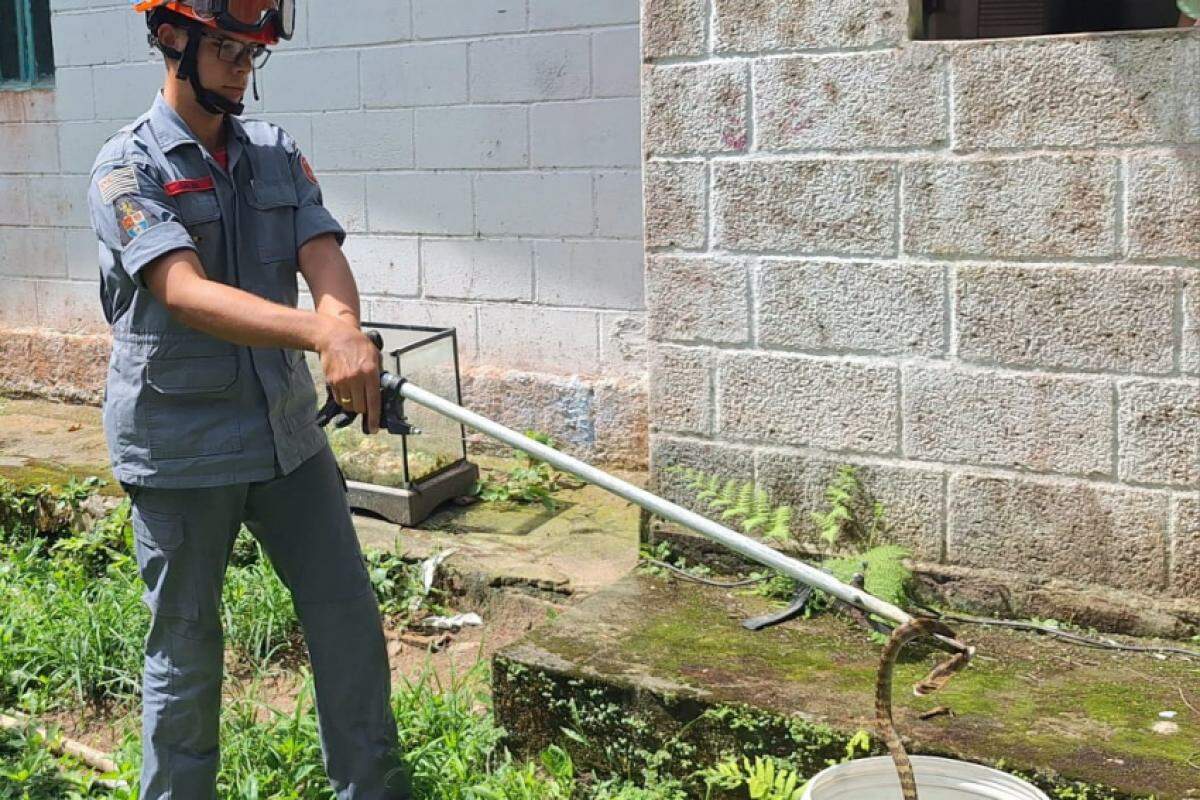 Bombeiro fez a captura do animal, de forma técnica e segura