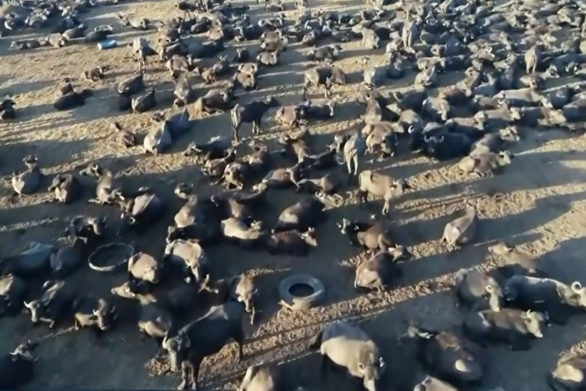 Cerca de mil búfalos foram encontrados abandonados sem comida, sem água e debilitados na fazenda, em novembro de 2021