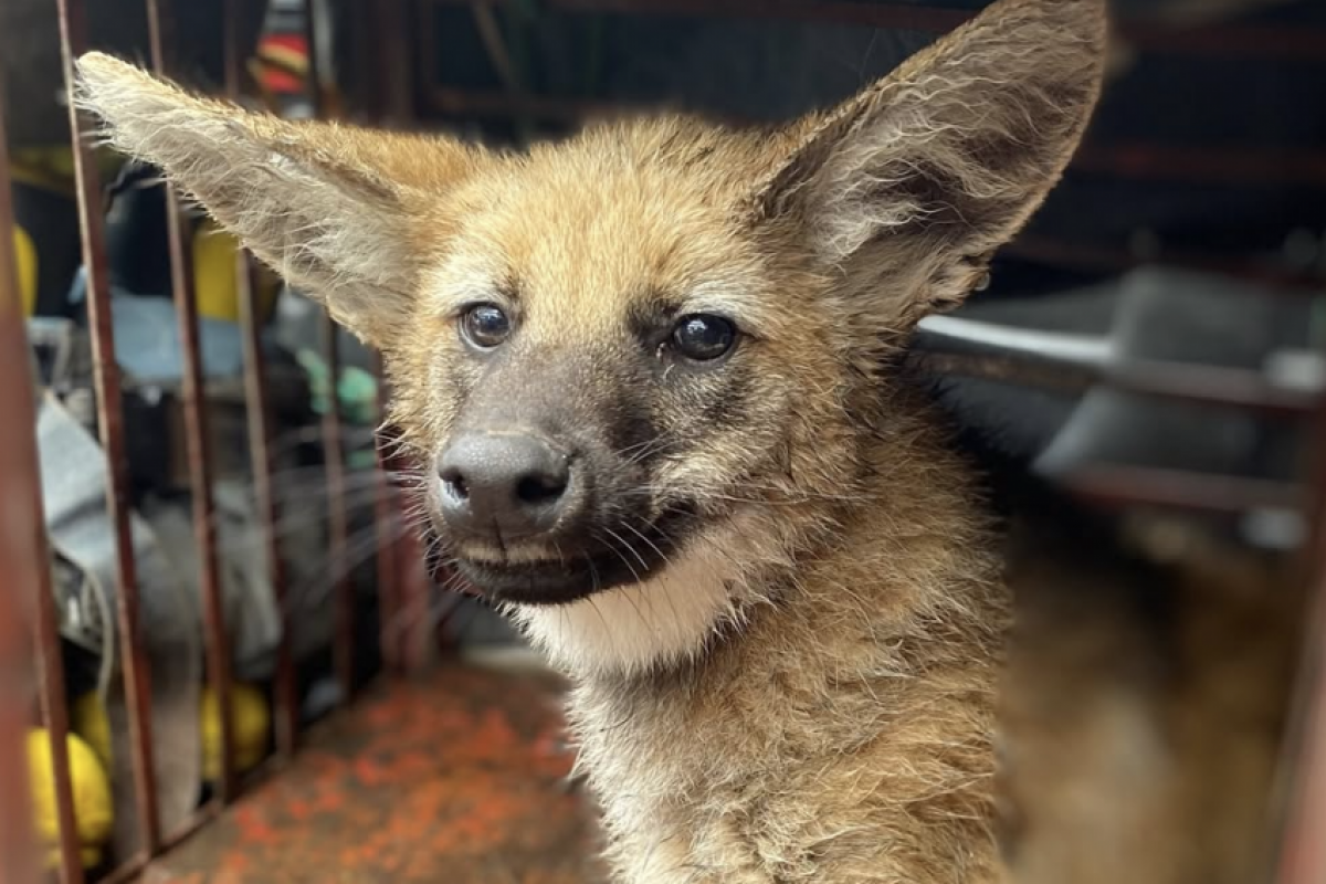 Corpo de Bombeiros resgata filhote de lobo-guará em SJC