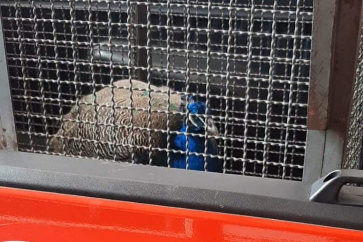 Pavão foi levado para a Estação de Bombeiros de Caraguatatuba