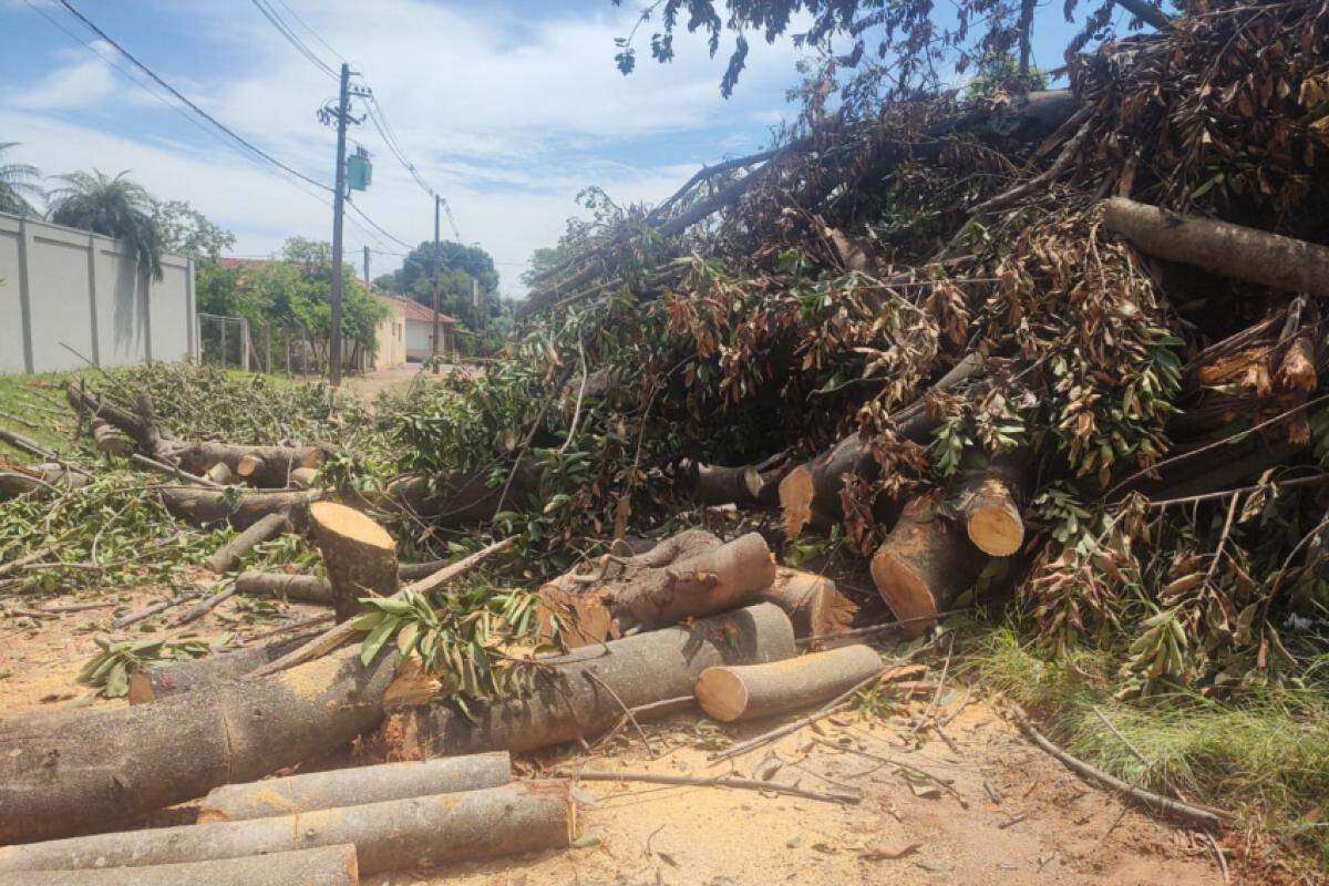 O homem havia cortado árvores da espécie falsa seringueira