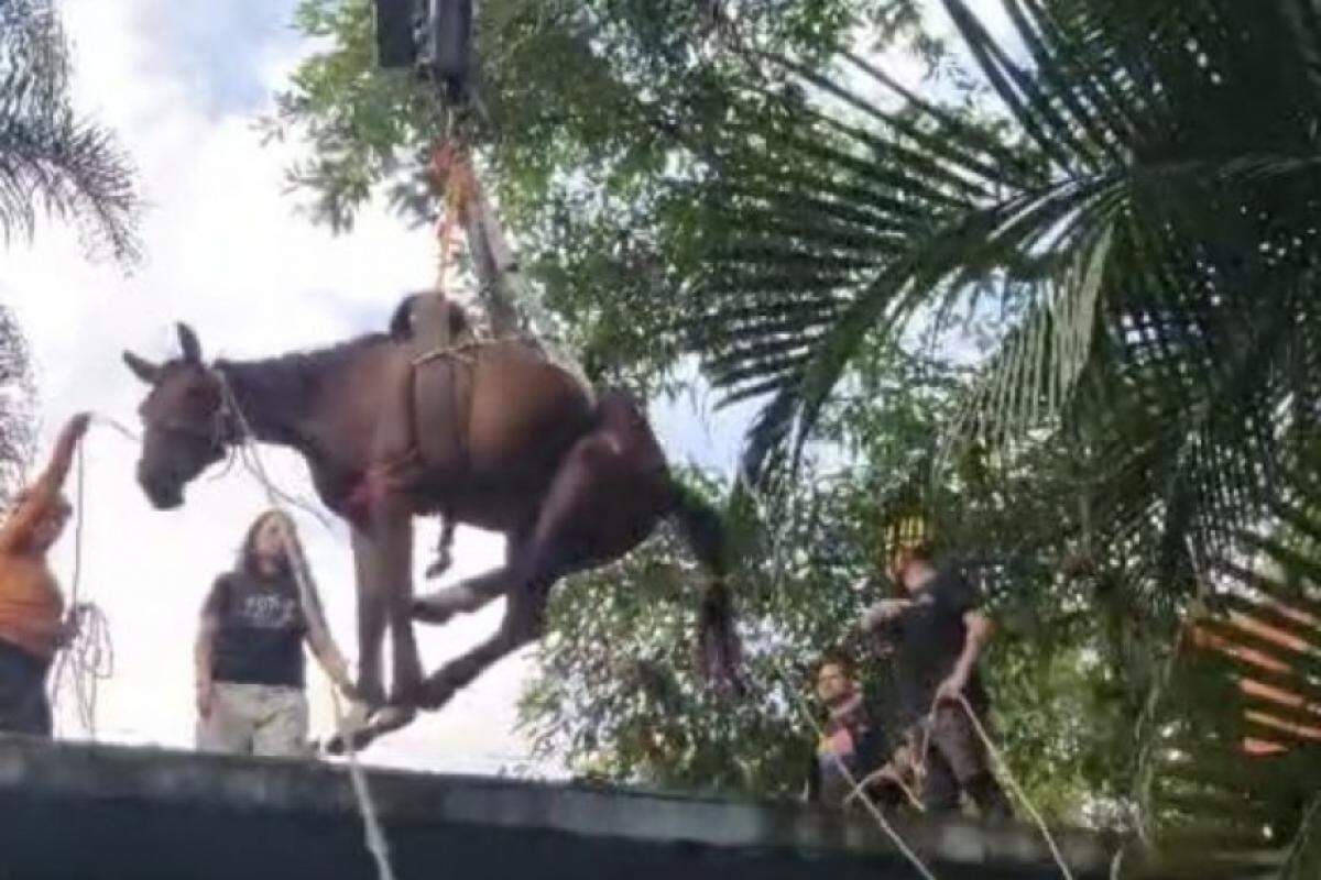 O cavalo foi retirado de cima da laje por um guindaste