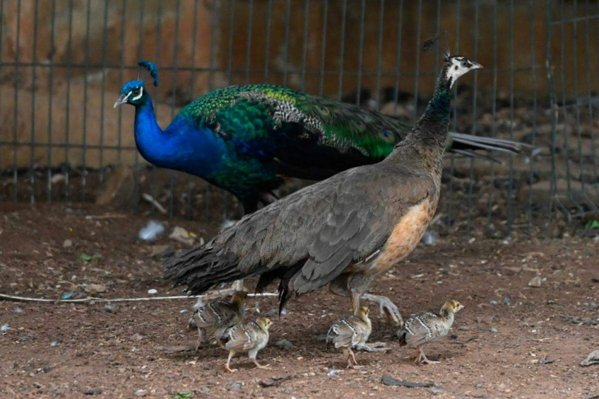 Quatro filhotes de pavão e um de arara-canindé encantam visitantes; entrada é gratuita.