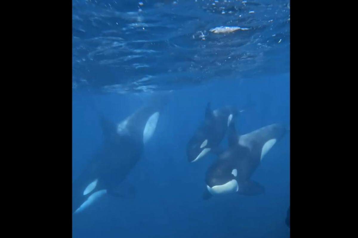 Orcas filmadas no mar em Ilhabela