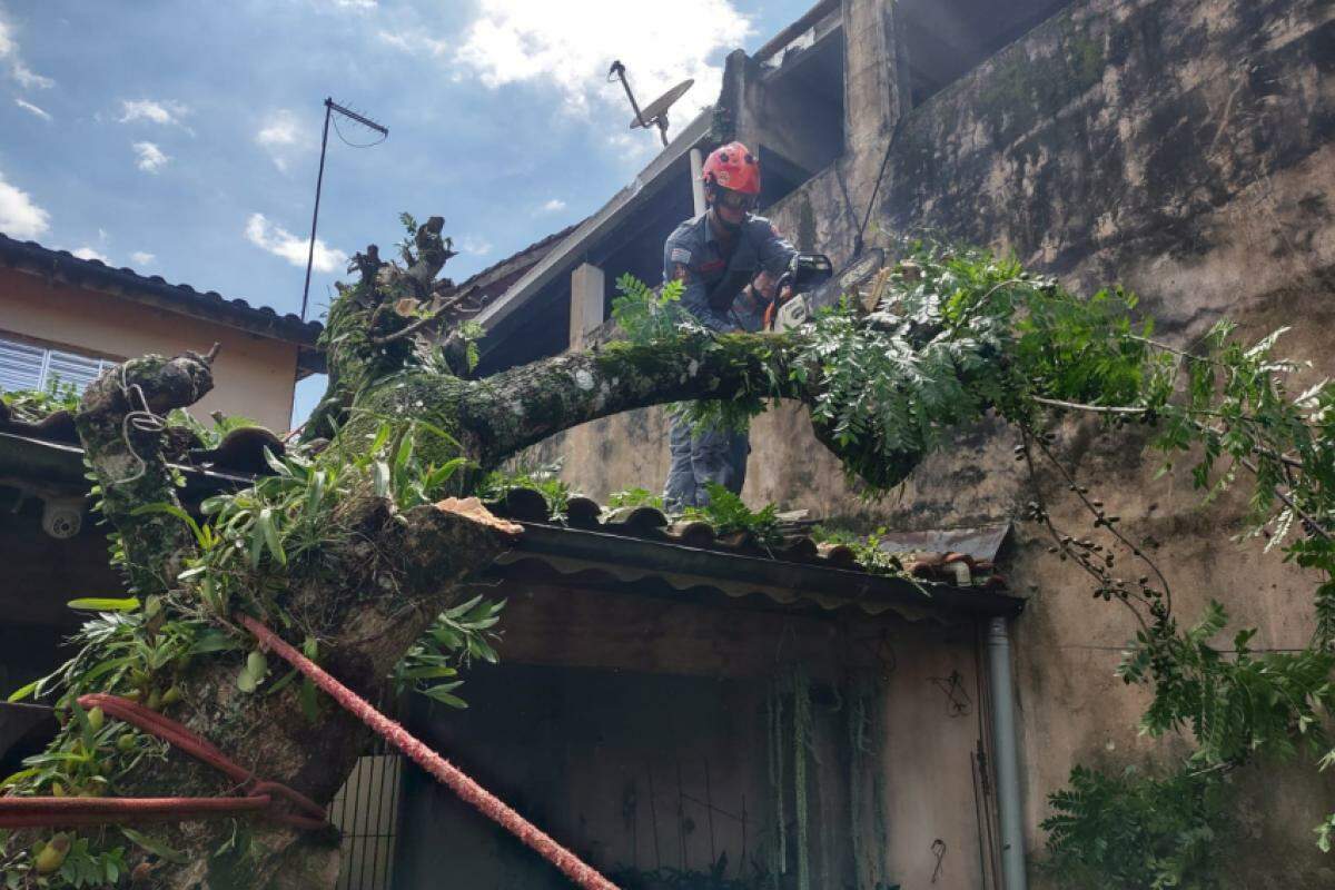 Bombeiros trabalhando na retirada da árvore