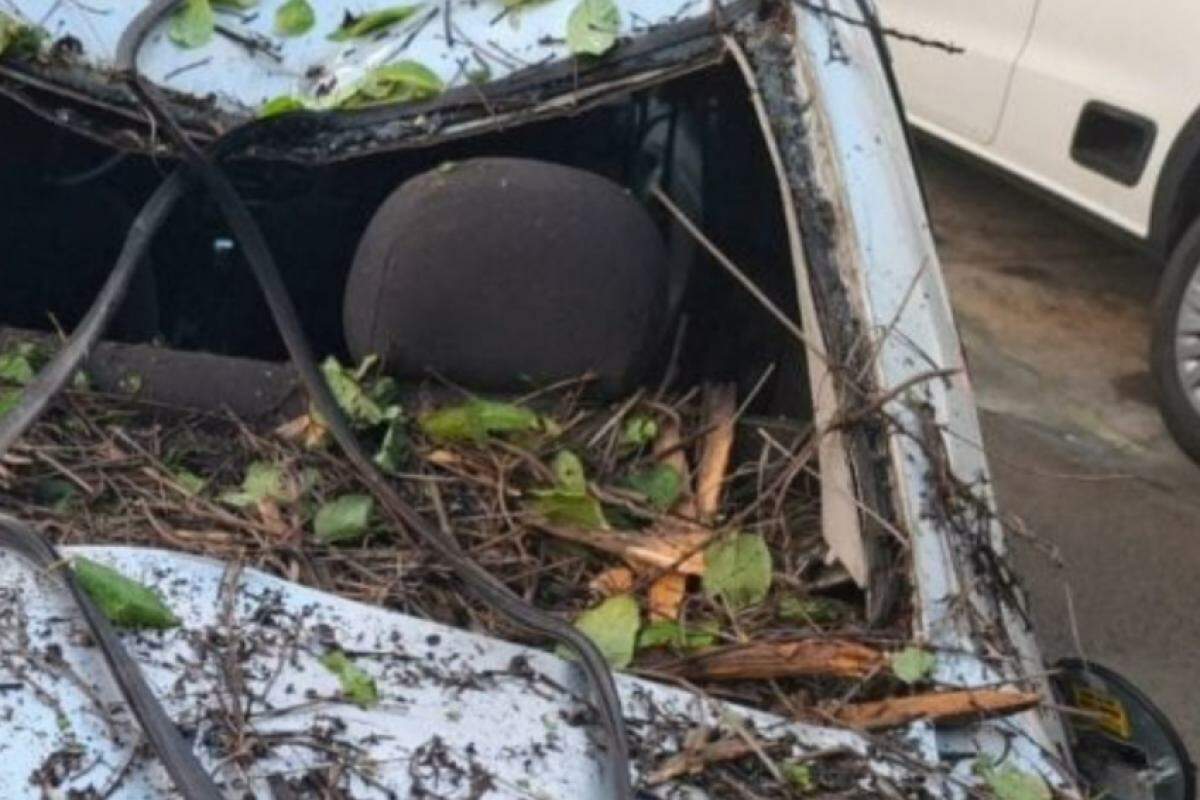 Carro foi atingido por árvore no Bosque