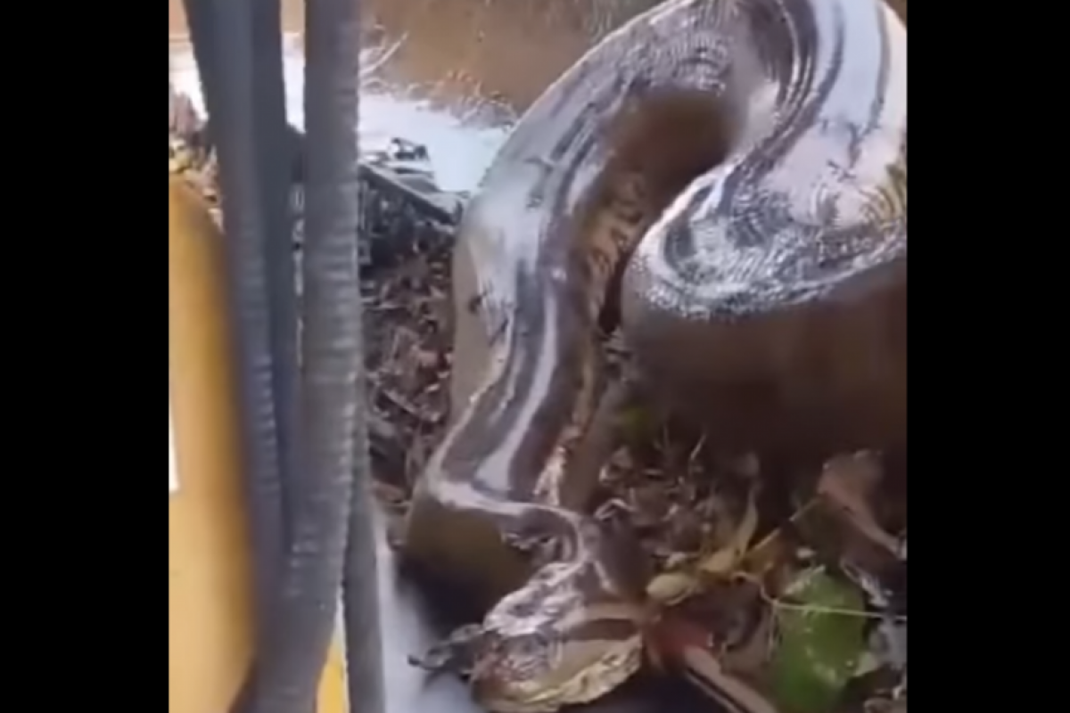 Um dos funcionários gravou o momento e registrou o espanto da equipe ao tentar soltar a cobra.