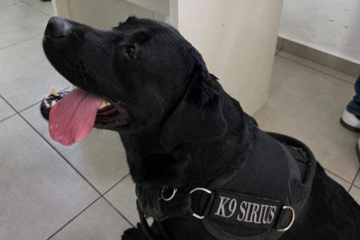Os guardas colocaram Sirius para trabalhar