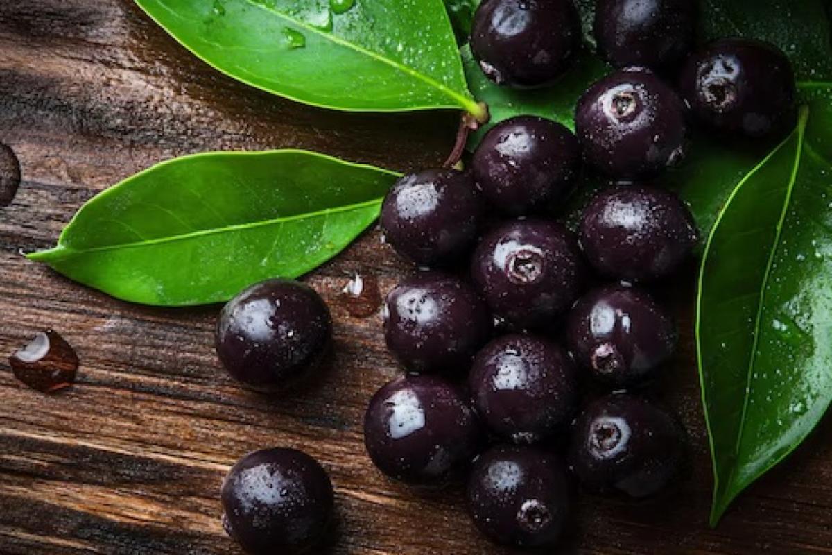 o açaí pode contribuir também para o tratamento de transtornos neuropsiquiátricos, como esquizofrenia e transtorno bipolar