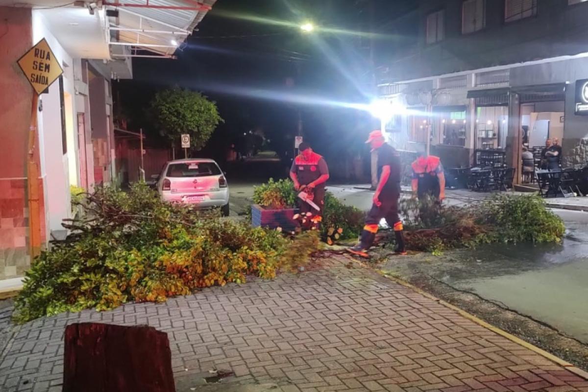 Defesa Civil atende queda de árvore em Aparecida