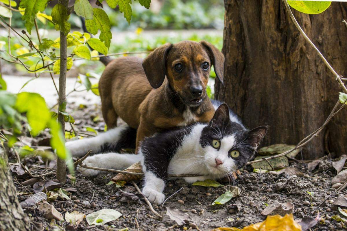 O novo hospital contará com consultas veterinárias, castrações, cirurgias, entre outros procedimentos