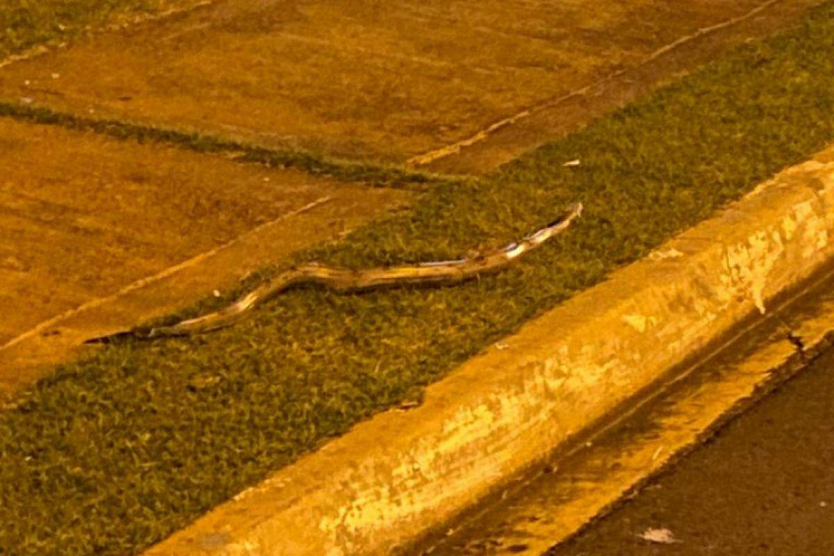 Cobra encontrada em uma calçada do Parque Universitário, em Franca