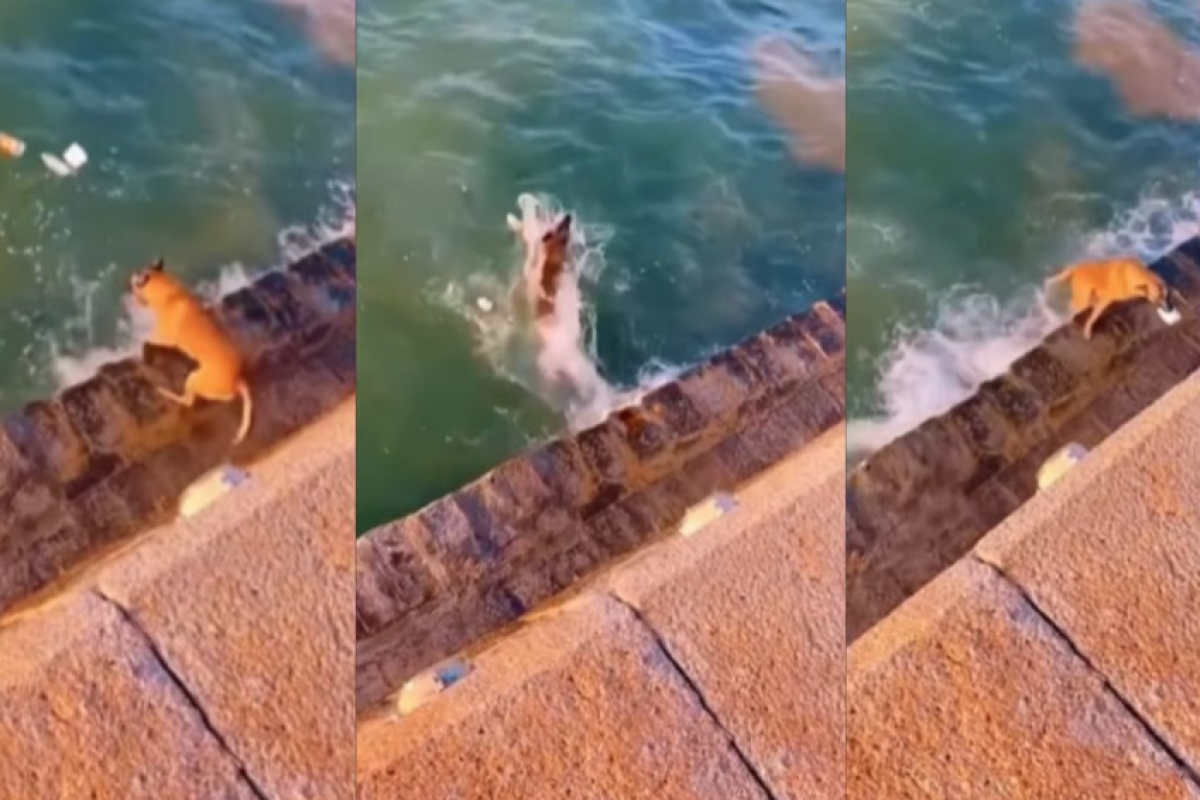 Em vez de só deixar o lixo na margem, o 'caramelo' nadou até a borda com o resíduo e o depositou dentro da lixeira. 