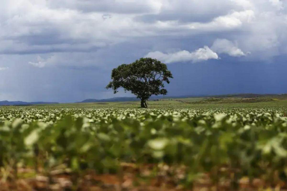 Irregularidade das chuvas e altas temperaturas impactam a produtividade na safra 2024/2025 em Araçatuba e região