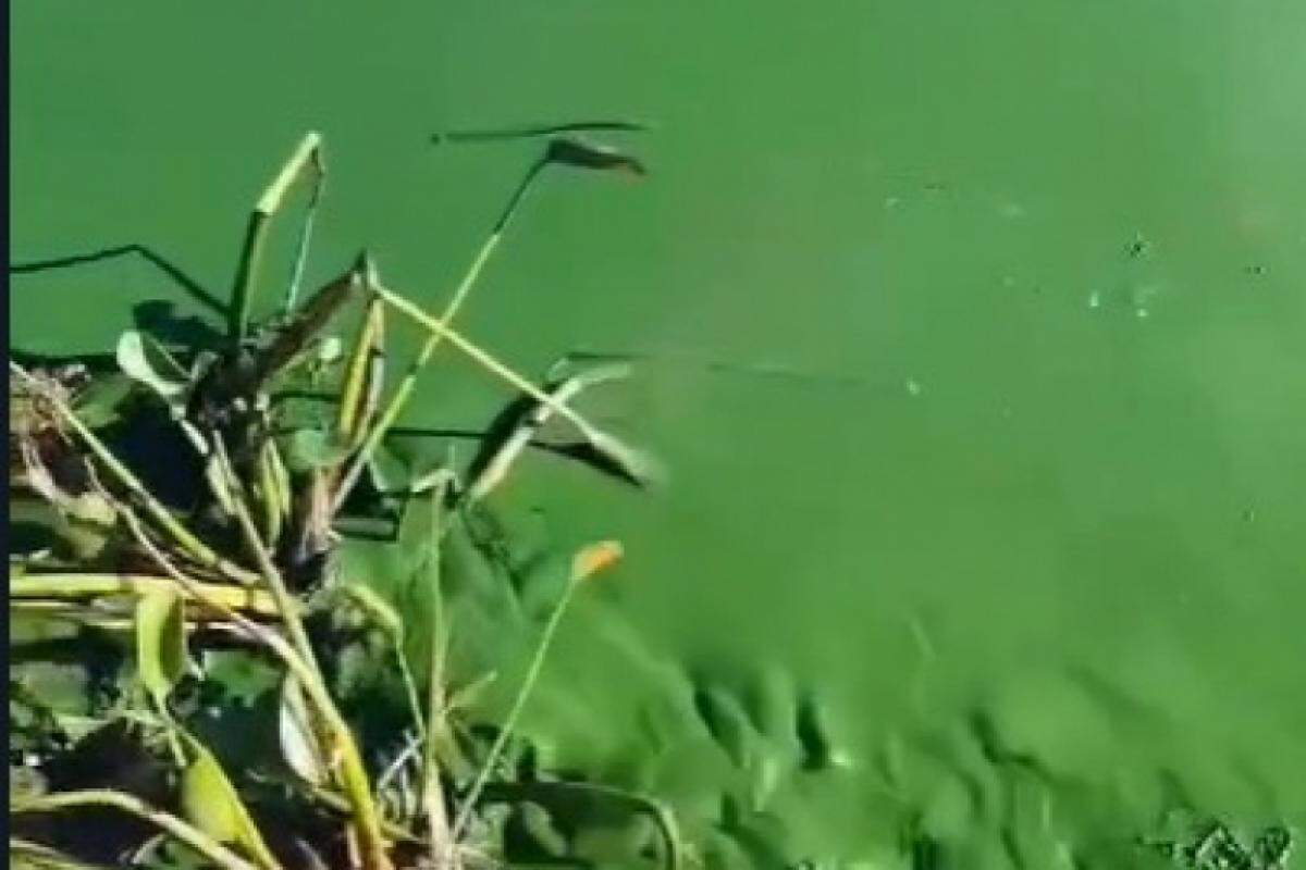 Moradores e pescadores relatam mau cheiro e coloração esverdeada na água