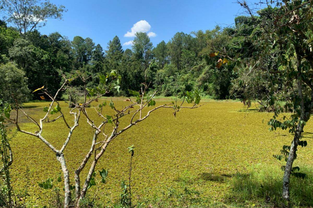 Esse processo tem transformado a área de água em uma extensão coberta por vegetação, impactando negativamente o ecossistema local