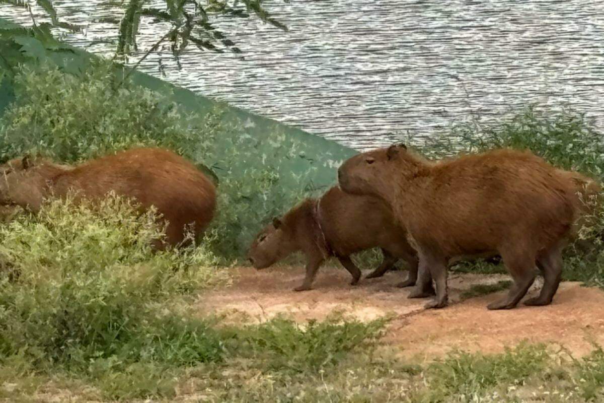 Ludmila está com uma armadilha presa ao corpo há quase dois meses