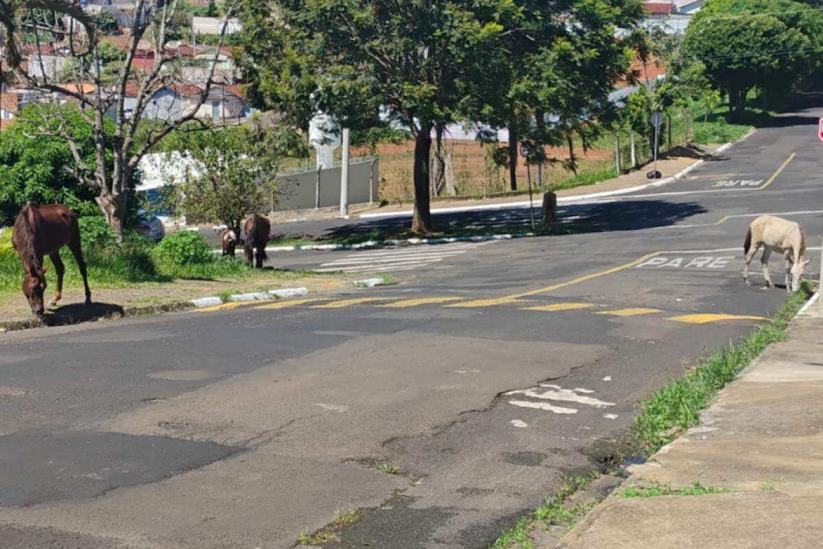 Cavalos soltos na rua Romualdo Magalhães Pirro, no Jardim do Éden