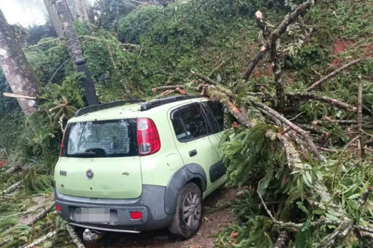 Dez carros foram atingidos pelas árvores que caíram na cidade