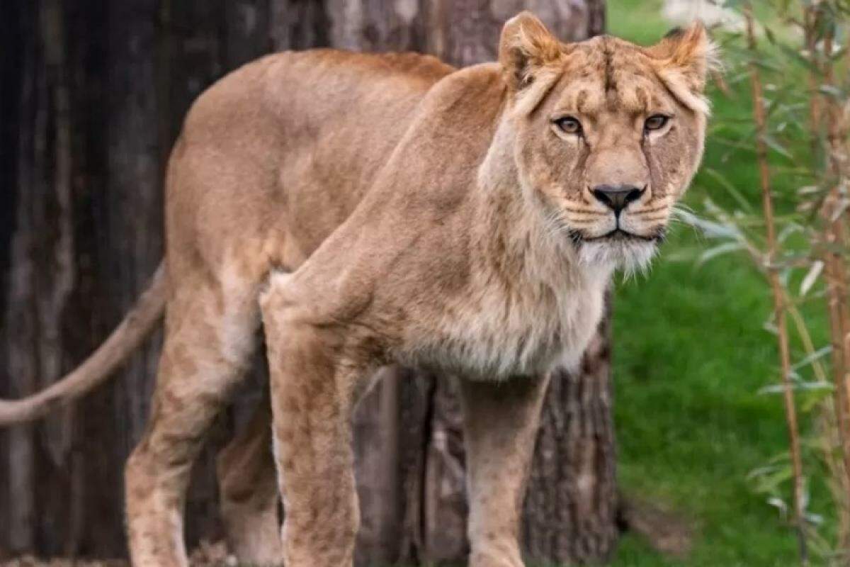 Grupo de leões recebe cuidados especializados após chegada ao santuário no interior da Inglaterra.