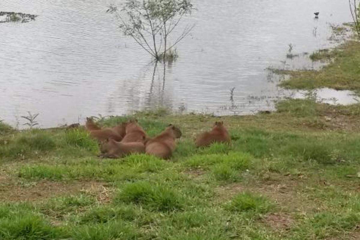 Capivaras viram febre pop e tema de festas, mas contato direto com o animal pode representar riscos à saúde e segurança