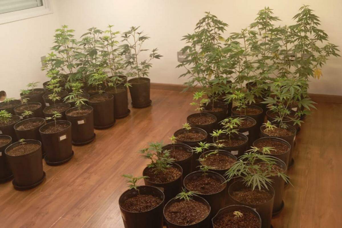 Pés de maconha encontrados em residência no Jardim Piratininga
