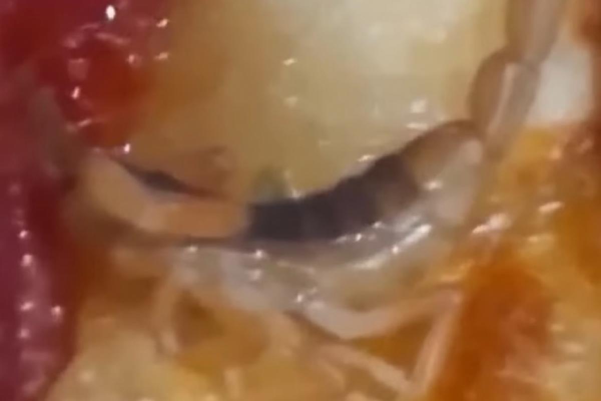 Cliente encontra escorpião vivo em pizza após refeição em família