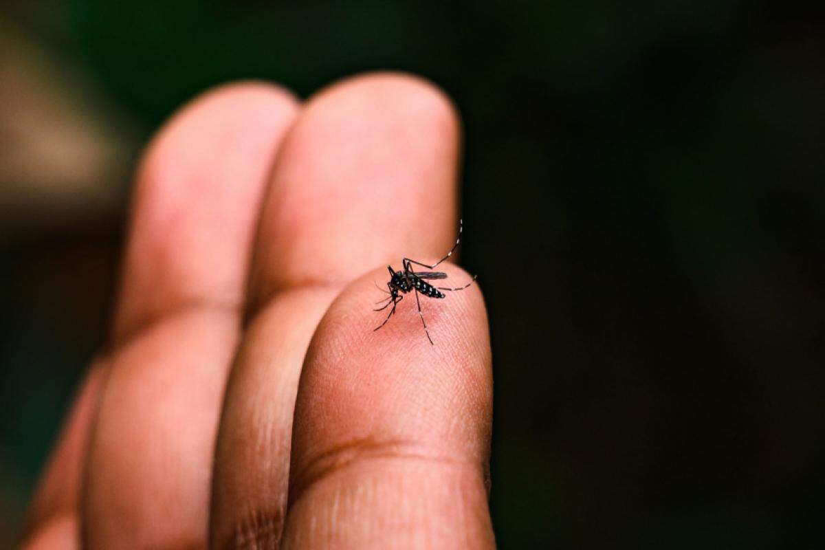 Mosquito transmissor da dengue