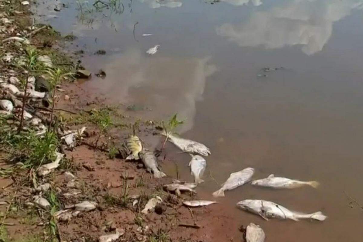 Governo anuncia apoio emergencial após mortandade de peixes