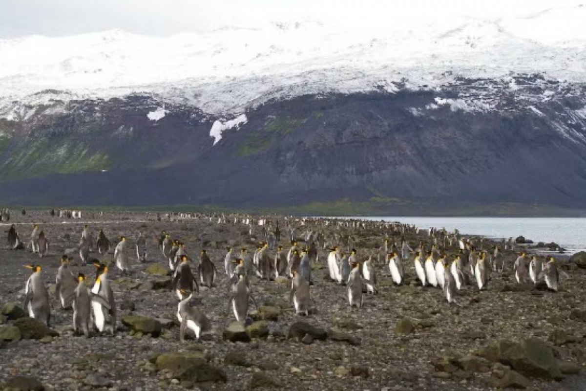 Ilha fica a quase 4 mil quilômetros do continente e só abriga pinguins, focas e outros animais marinhos