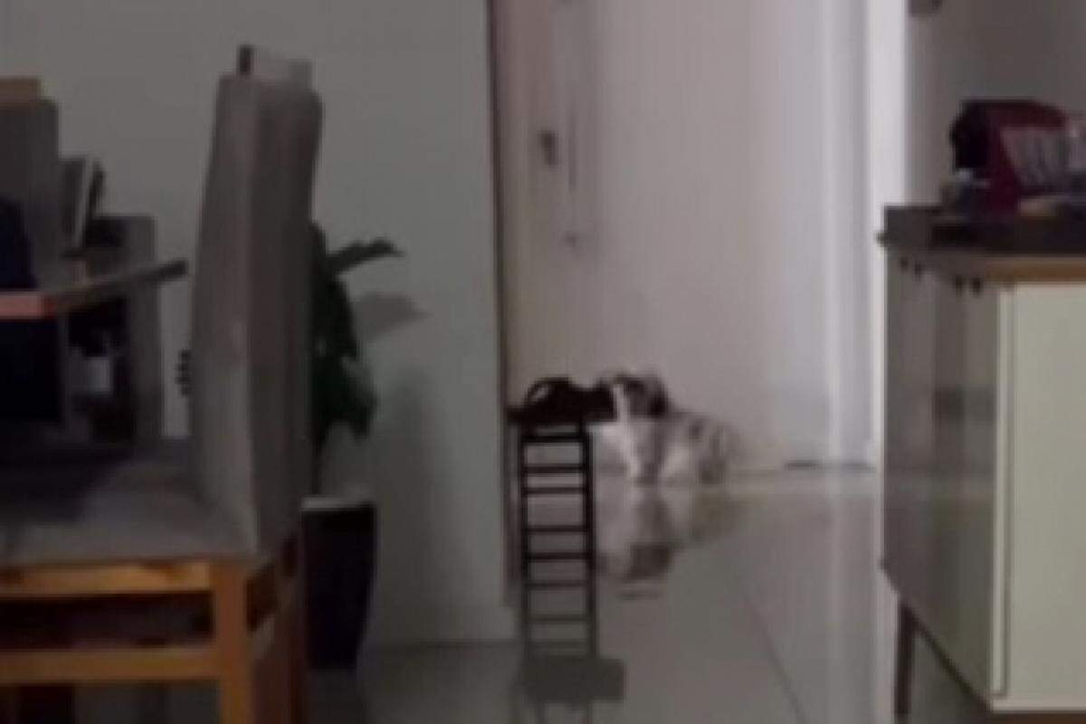 VÍDEO: Alexa 'conversa' com cachorrinho e viraliza